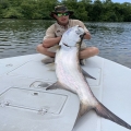 tarpon