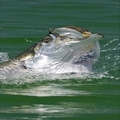 Puerto Rico tarpon fishing