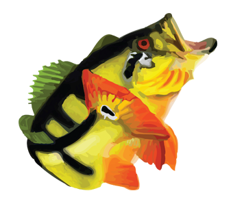 Peacockbass Fishing Puerto Rico