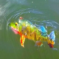 Puerto Rico tarpon fishing